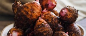 里芋 赤芽芋 セレベス