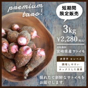 里芋 3kg　宮崎県産　さといも　サトイモ　赤芽芋　セレベス
