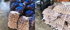 ジャガイモの植え付け作業作業が始まりました