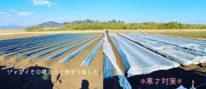 ジャガイモの植え付け作業が始まりました