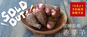 フクノワの里芋 赤芽芋 セレベスが完売しました。