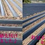 3月に行った紅はるかの植え付け風景です