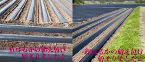 3月に行った紅はるかの植え付け風景です