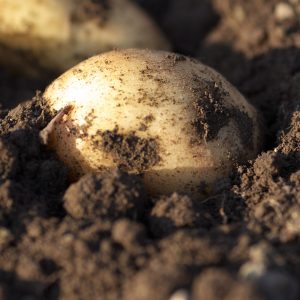 ジャガイモ　オホーツクチップ　3kg