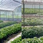 3月に植えた苗(紅はるか)の水やり風景です