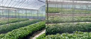 3月に植えた苗（紅はるか）の水やり風景です