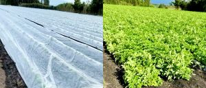 ジャガイモ（オホーツクチップ）の成長風景