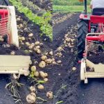 ジャガイモの収穫始まりました~🥔✨ . 見てください🙌! 今期も最高のデキです!!! . 今週末より『期間限定』で順次発送開始となります。 新鮮採れたてのジャガイモをお届けしますね~😊