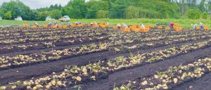ジャガイモの収穫始まりました～🥔✨ . 見てください🙌！ 今期も最高のデキです!!! . 今週末より『期間限定』で順次発送開始となります。 新鮮採れたてのジャガイモをお届けしますね～😊