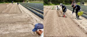 ／ 【里芋 赤芽芋 セレベスの植え付け】 ＼ . 今年も里芋 赤芽芋 セレベスの植え付けを行いました✨ . 写真は4月に行った植え付け風景です😊 . 会長ご夫婦のご協力のもと、昔ながらの方法で、丁寧にしっかりと植え付けが完了しました♪ . 今後も成長の経過をお知らせしていきますのでお楽しみに🙌