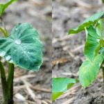4月に植えた里芋 赤芽芋 セレベスがすくすく成長中です✨ 写真は5月中旬くらいの風景です! ぷっくりキラキラした水滴も相まって、葉っぱが美しいですね~😊 会長ご夫婦のご協力のもと、丁寧にしっかりと管理されています♪ 今後も成長の経過をお知らせしていきますのでお楽しみに🙌