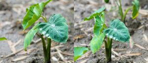 4月に植えた里芋 赤芽芋 セレベスがすくすく成長中です✨ 写真は5月中旬くらいの風景です！ ぷっくりキラキラした水滴も相まって、葉っぱが美しいですね～😊 会長ご夫婦のご協力のもと、丁寧にしっかりと管理されています♪ 今後も成長の経過をお知らせしていきますのでお楽しみに🙌