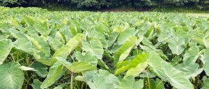 4月に植えた里芋 赤芽芋 セレベスは順調に成長中です✨ 写真は7月中旬くらいの風景です！ 数回の盛土を経て、青々とした葉っぱがこんなに大きくなりました～😊 土中の里芋もグングン成長中です✨ 里芋は会長ご夫婦のご協力のもと、丁寧にしっかりと管理されています♪ 今後も成長の経過をお知らせしていきますのでお楽しみに🙌