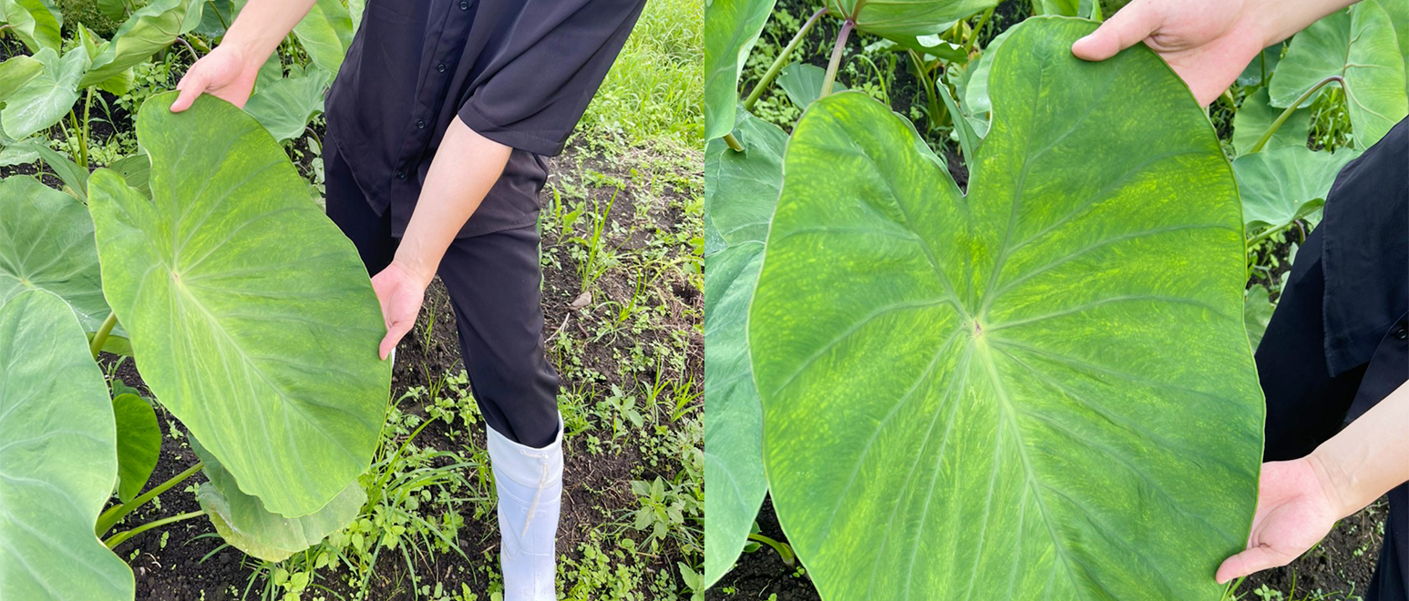 4月に植えた里芋 赤芽芋 セレベスは順調に成長中です✨  写真は7月中旬くらいの風景です！  数回の盛土を経て、青々とした葉っぱがこんなに大きくなりました～😊 土中の里芋もグングン成長中です✨  里芋は会長ご夫婦のご協力のもと、丁寧にしっかりと管理されています♪  今後も成長の経過をお知らせしていきますのでお楽しみに🙌