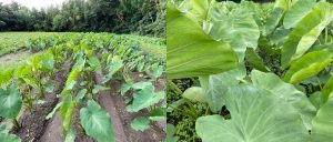 4月に植えた里芋 赤芽芋 セレベスは順調に成長中です✨ 写真は7月中旬くらいの風景です！ 数回の盛土を経て、青々とした葉っぱがこんなに大きくなりました～😊 土中の里芋もグングン成長中です✨ 里芋は会長ご夫婦のご協力のもと、丁寧にしっかりと管理されています♪ 今後も成長の経過をお知らせしていきますのでお楽しみに🙌