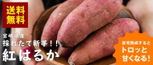 【熟成前】新芋 ご家庭用 宮崎県産 さつまいも 紅はるか(生芋) 送料無料 サ ツマイモ