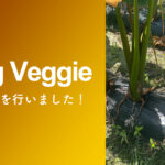 フクノワの里芋もそろそろ良き頃なので、2週間ほど前に試し掘りしてみました🙌✨ まだ少し小ぶりではありましたが、美味しそうな里芋がザクザク🤩 まだ時期的に早かったようで、これからさらに大きく育つことが期待出来そうです✨ 里芋は今月末からいよいよ発送開始となります! 今年もすでに沢山のご予約を頂いており、里芋は期間限定の商品となりますのでお早目のご注文をおすすめしております。 ■各ショッピングサイトはこちらから https://linktr.ee/fukunowa ※在庫がなくなり次第、販売終了となりますのでご了承ください。
