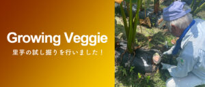 フクノワの里芋もそろそろ良き頃なので、2週間ほど前に試し掘りしてみました🙌✨ まだ少し小ぶりではありましたが、美味しそうな里芋がザクザク🤩 まだ時期的に早かったようで、これからさらに大きく育つことが期待出来そうです✨ 里芋は今月末からいよいよ発送開始となります！ 今年もすでに沢山のご予約を頂いており、里芋は期間限定の商品となりますのでお早目のご注文をおすすめしております。 ■各ショッピングサイトはこちらから https://linktr.ee/fukunowa ※在庫がなくなり次第、販売終了となりますのでご了承ください。