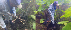 フクノワの里芋もそろそろ良き頃なので、2週間ほど前に試し掘りしてみました🙌✨ まだ少し小ぶりではありましたが、美味しそうな里芋がザクザク🤩 まだ時期的に早かったようで、これからさらに大きく育つことが期待出来そうです✨ 里芋は今月末からいよいよ発送開始となります！ 今年もすでに沢山のご予約を頂いており、里芋は期間限定の商品となりますのでお早目のご注文をおすすめしております。