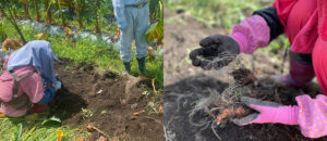 フクノワの里芋もそろそろ良き頃なので、2週間ほど前に試し掘りしてみました🙌✨ まだ少し小ぶりではありましたが、美味しそうな里芋がザクザク🤩 まだ時期的に早かったようで、これからさらに大きく育つことが期待出来そうです✨ 里芋は今月末からいよいよ発送開始となります！ 今年もすでに沢山のご予約を頂いており、里芋は期間限定の商品となりますのでお早目のご注文をおすすめしております。