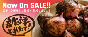 宮崎県産里芋『赤芽芋(セレベス)』の発送開始